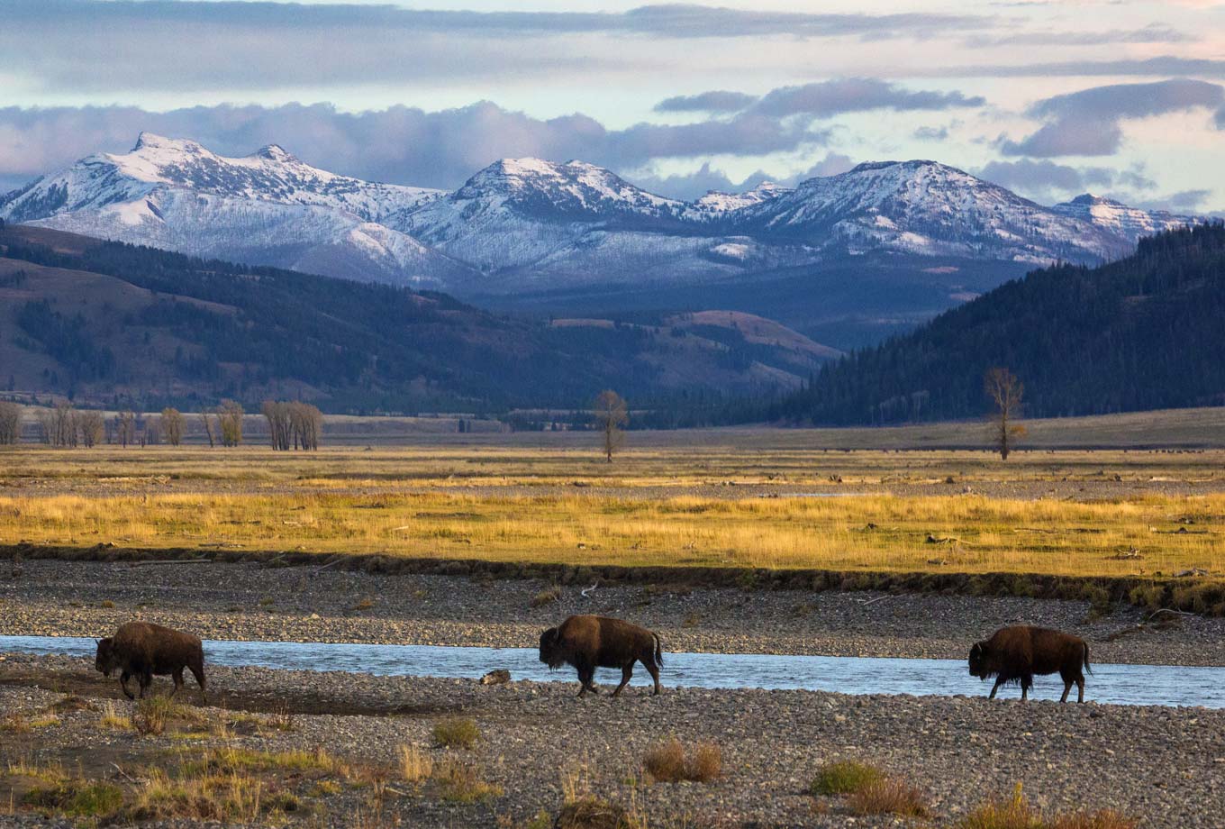 Lamar Valley bison in Yellowstone National Park